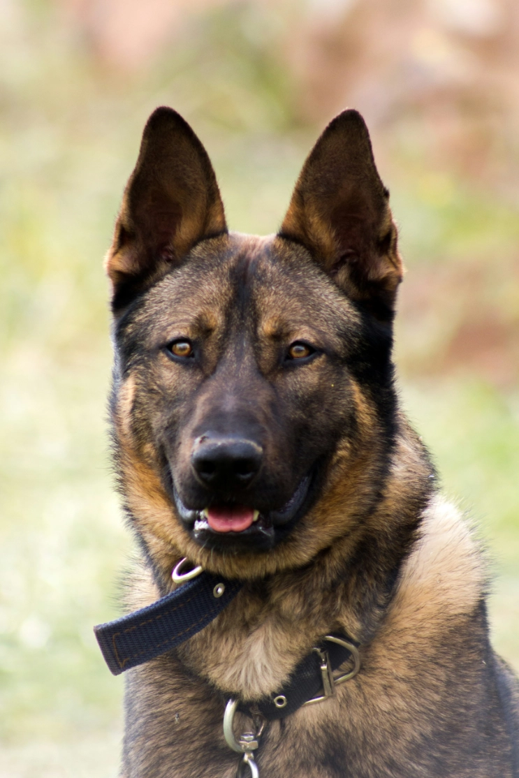 Guard dog and handler