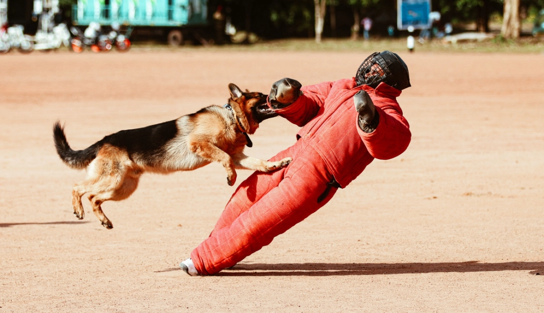 Working dog in a bite-suit drill